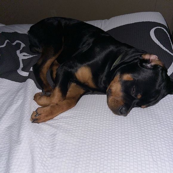 💛🐾ARLO FUNDS🐾💛 - Picture 15 of 16